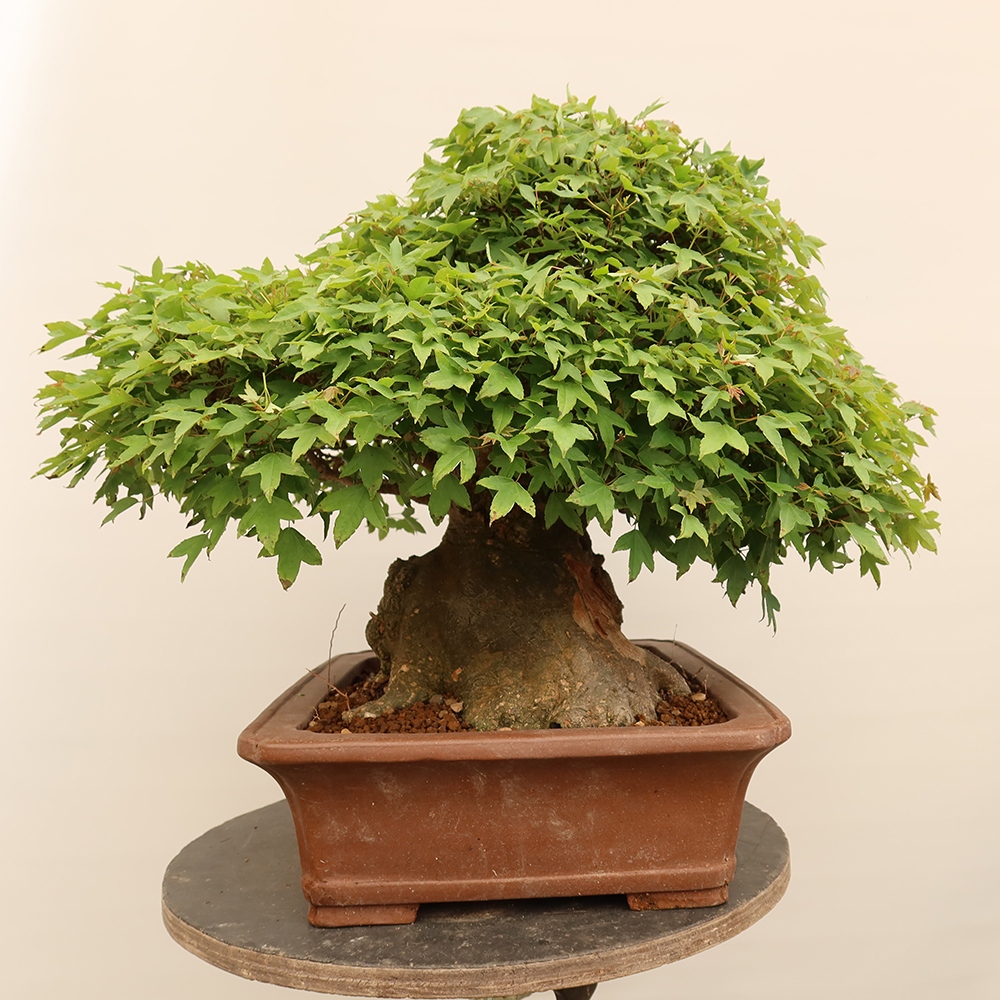 Outdoor bonsai - Maple Burger - Acer Burgerianum