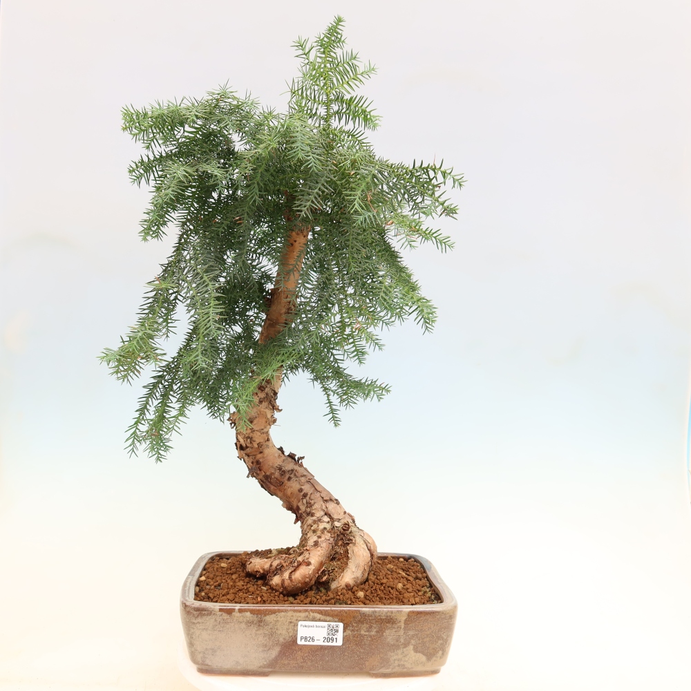 Indoor Bonsai - Araucaria - Indoor Spruce