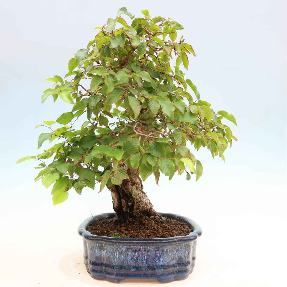 Outdoor bonsai -Carpinus coreana - Korean Hornbeam