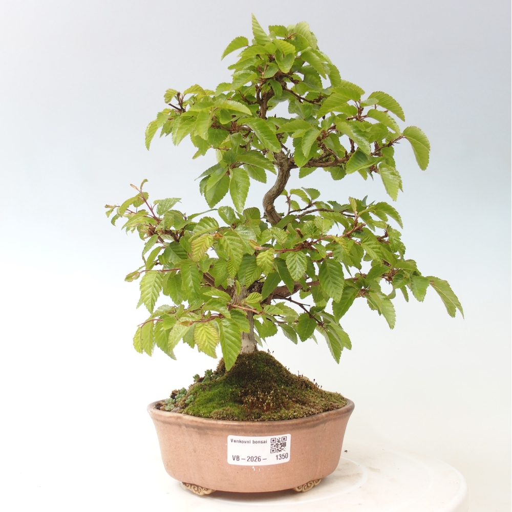 Outdoor bonsai -Carpinus CARPINOIDES - Korean Hornbeam