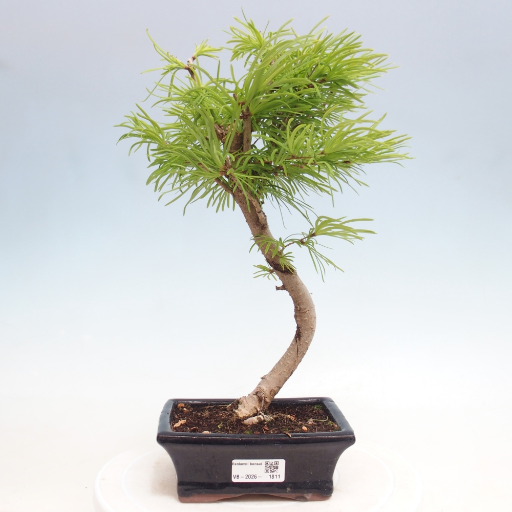 Outdoor bonsai -Pseudolarix amabis-Pseudolarix amabis