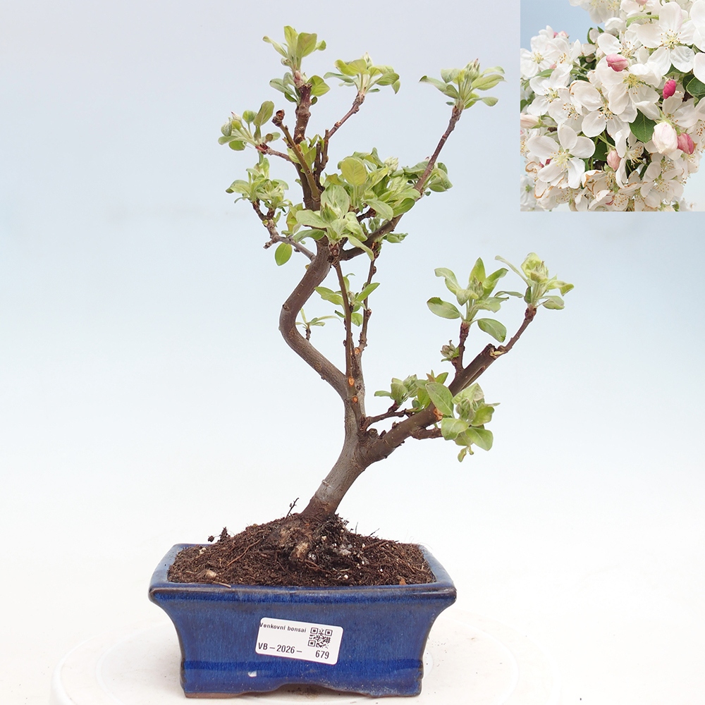 Outdoor bonsai -Malus halliana - Small-fruited apple tree
