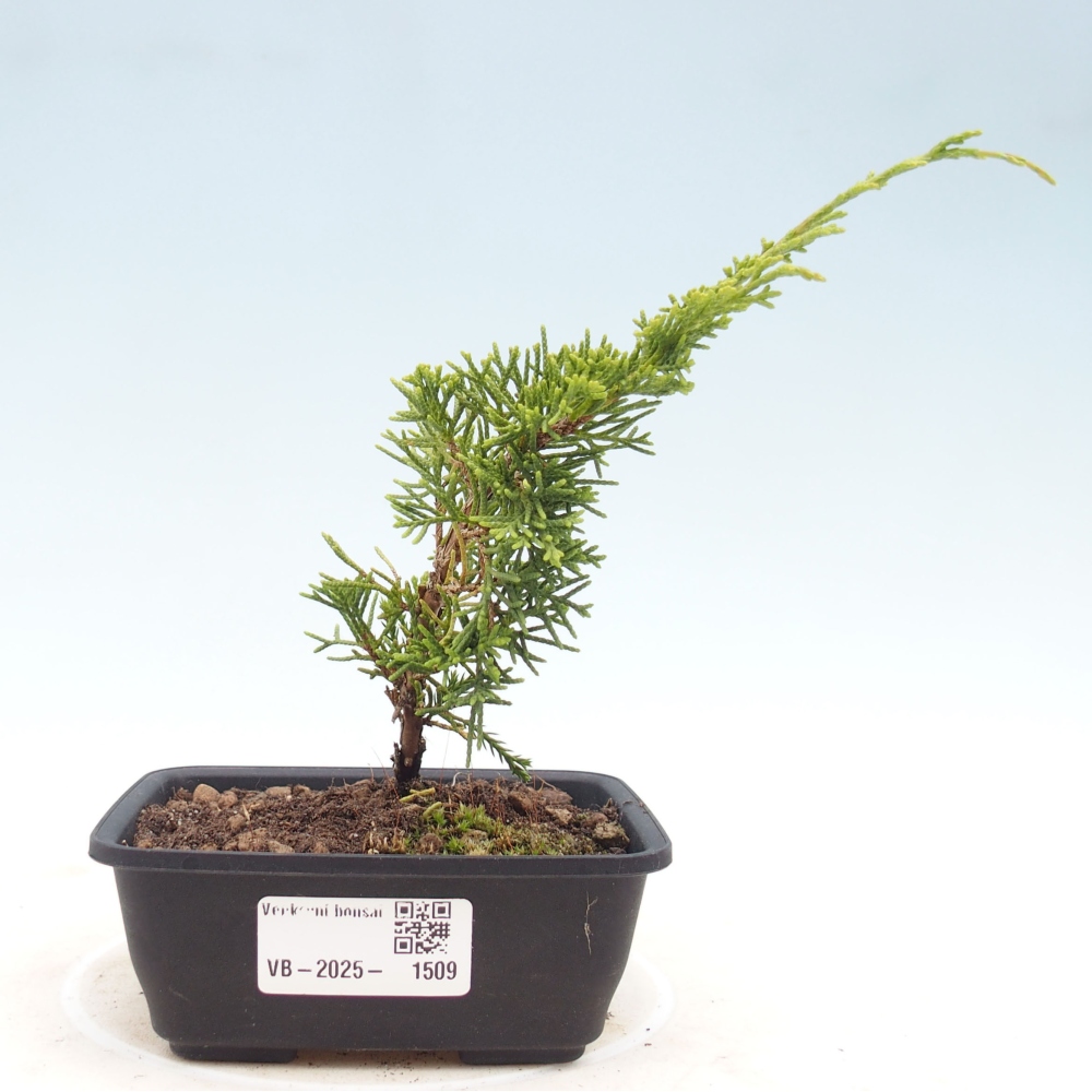 Outdoor bonsai - Juniperus chinensis Itoigawa - Chinese juniper