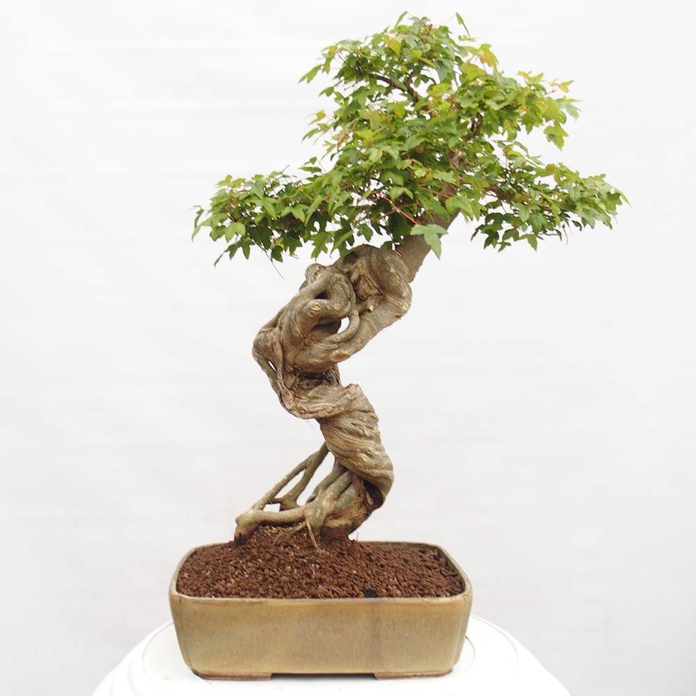 Outdoor bonsai - Maple Buergerianum - Burger Maple