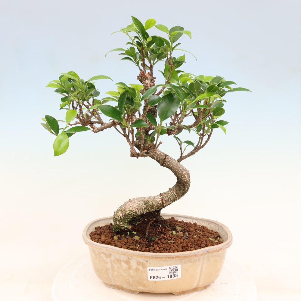 Room bonsai - Ficus retusa - small-leaved ficus