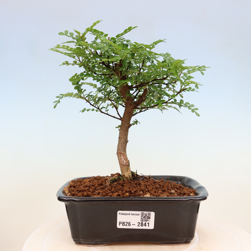 Room bonsai - Zantoxylum piperitum - pepper tree