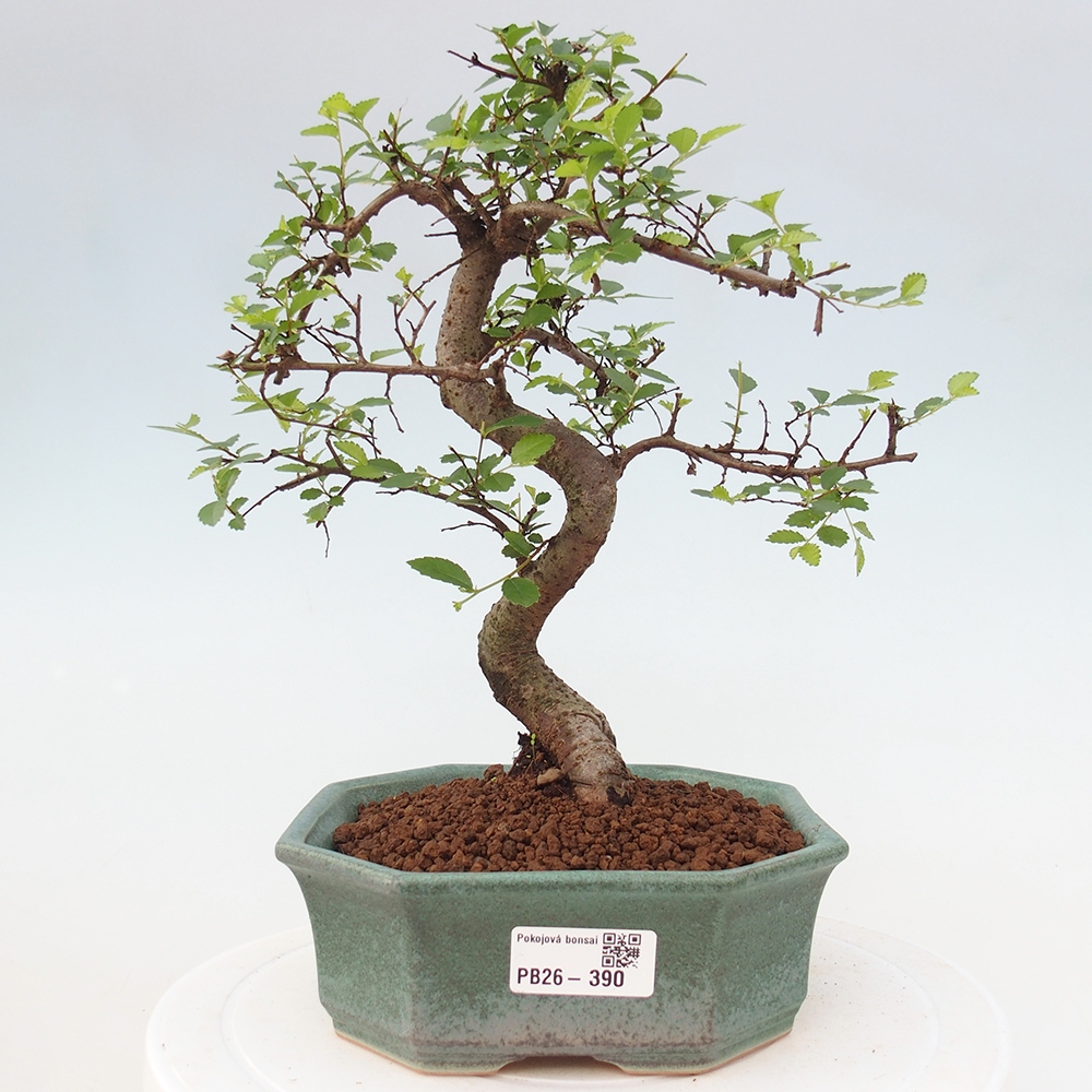 Room bonsai - Ulmus parvifolia - Small-leaved elm