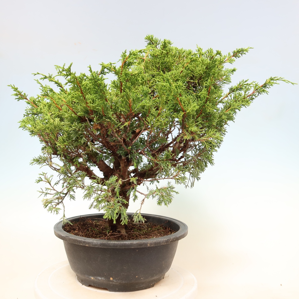 Outdoor Bonsai - Juniperus chinensis Itoigawa - Chinese Juniper