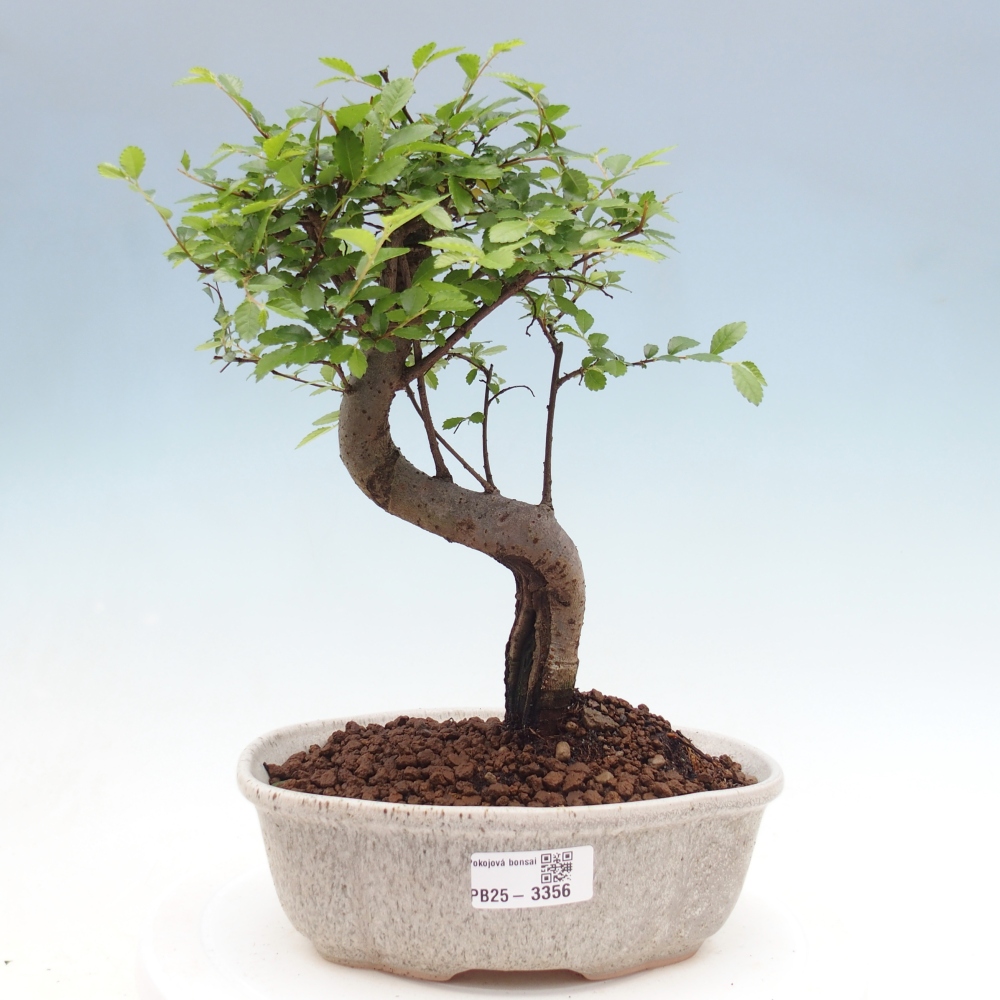 Room bonsai - Ulmus parvifolia - Small-leaved elm