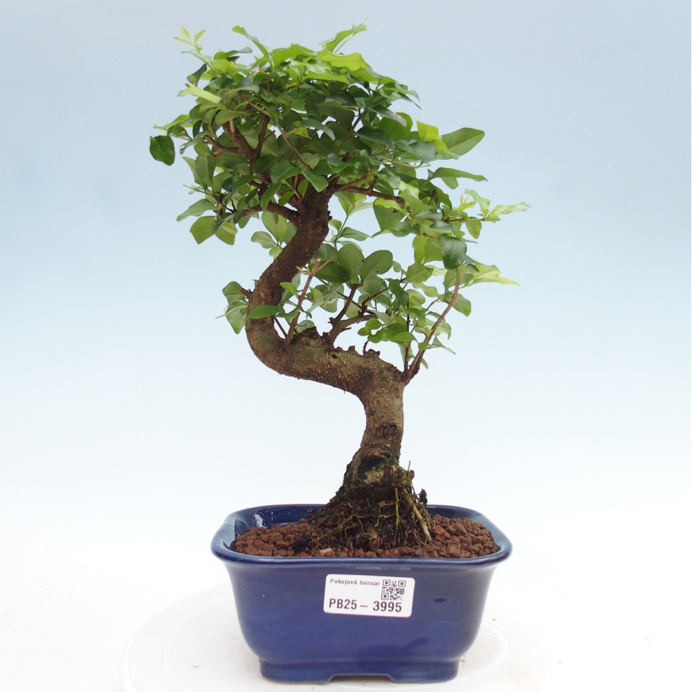 Room bonsai -Ligustrum chinensis - Birds Beak
