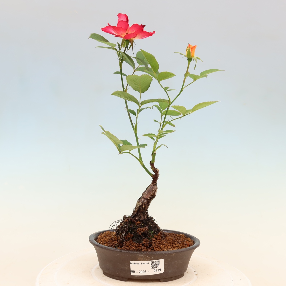 Outdoor Bonsai - Rosa Kordes - Rose