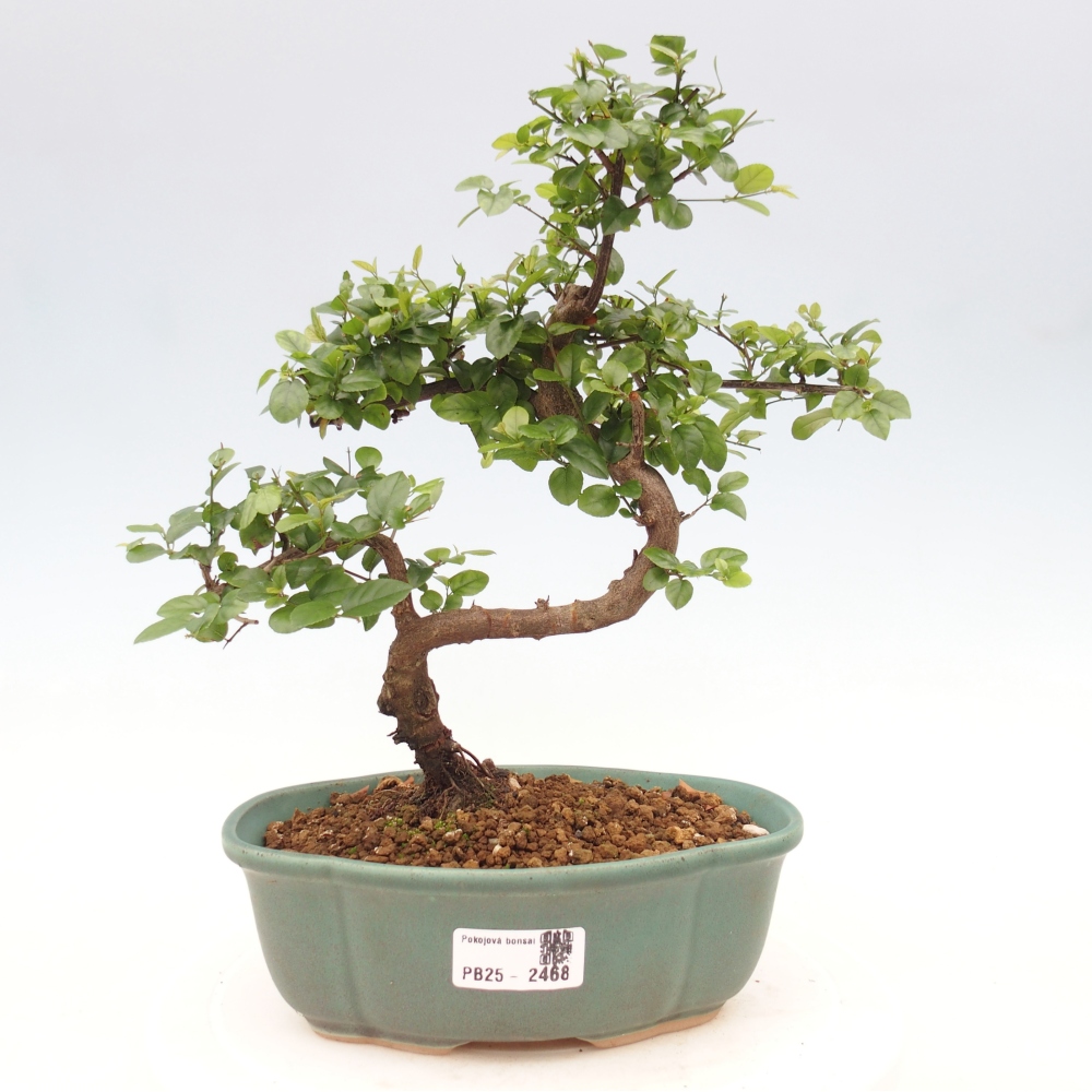 Indoor bonsai - Sagerécie thea - Sagerécie thea