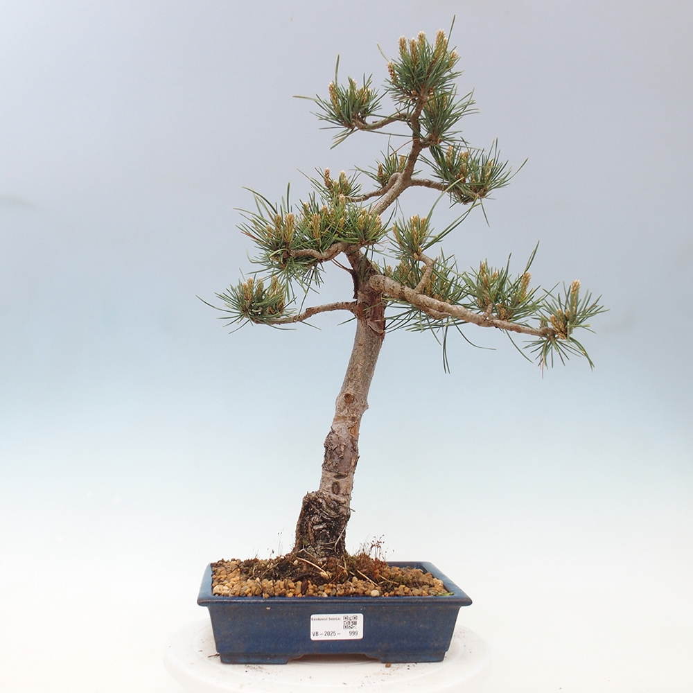 Outdoor bonsai - Pinus Sylvestris - Scots pine