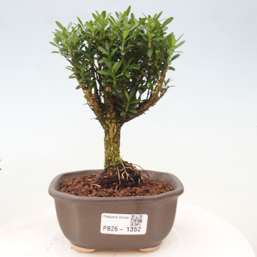 Room bonsai - Buxus harlandii - cork buxus