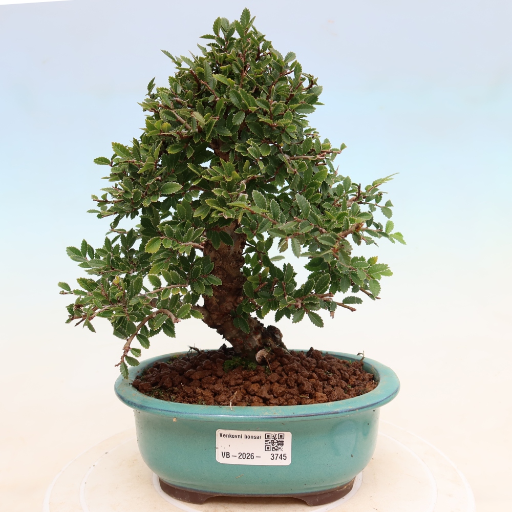 Outdoor bonsai - Zelkova - Zelkova NIRE
