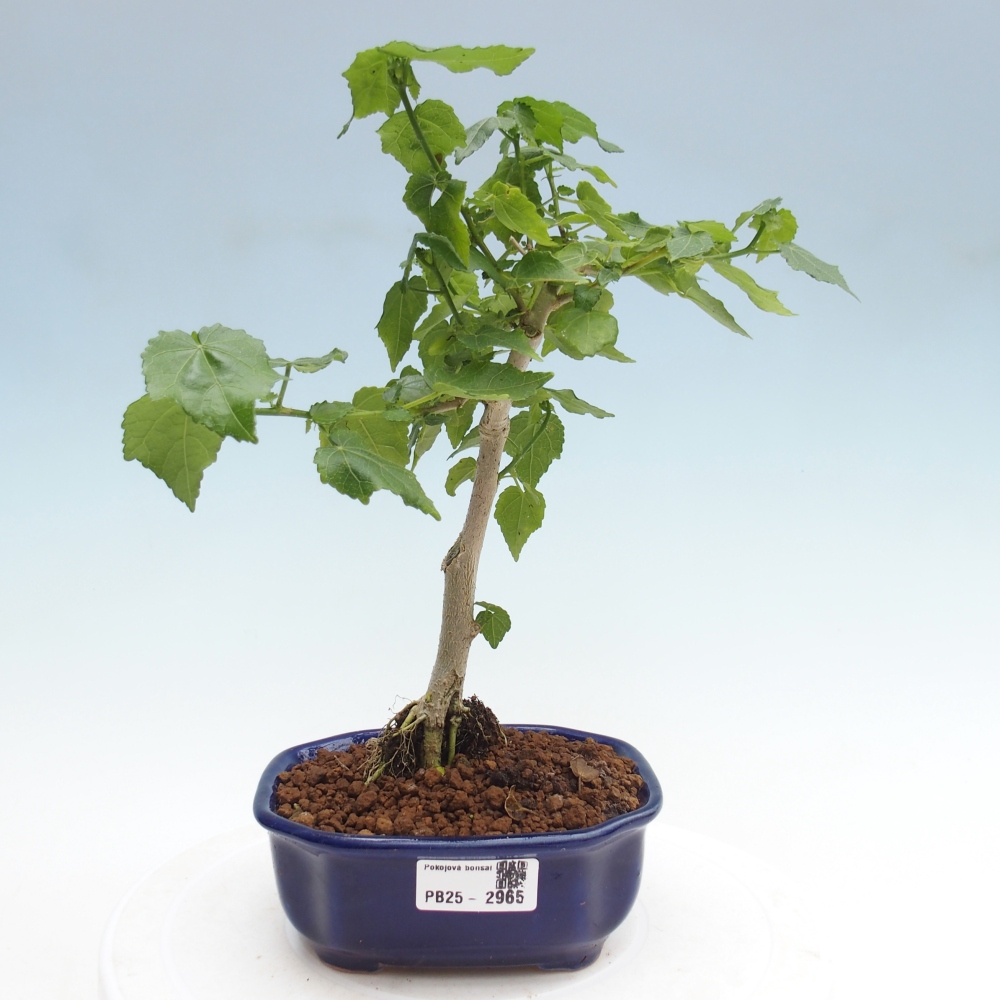 Indoor bonsai - Malvaviscus arboreus - woody hibiscus
