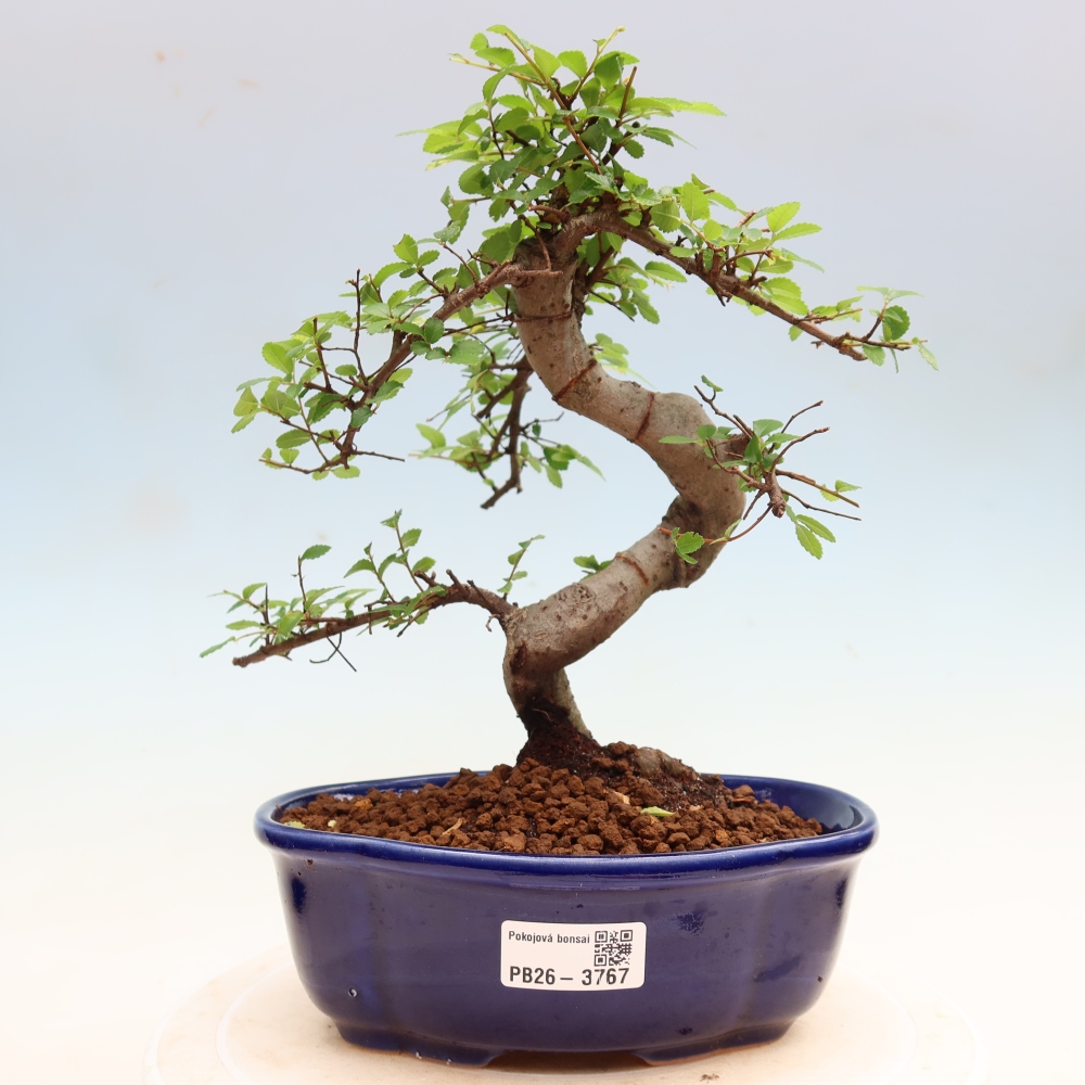 Room bonsai - Ulmus parvifolia - Small-leaved elm