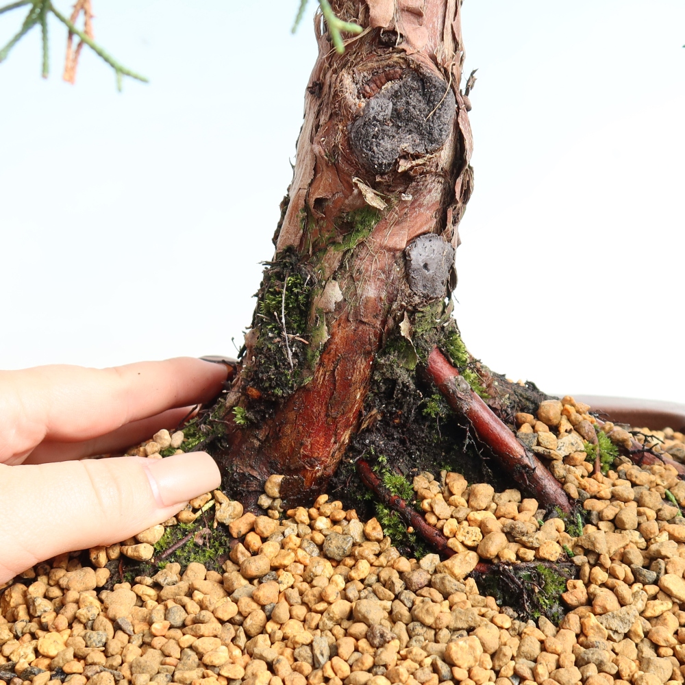 Outdoor bonsai - Juniperus chinensis Kishu