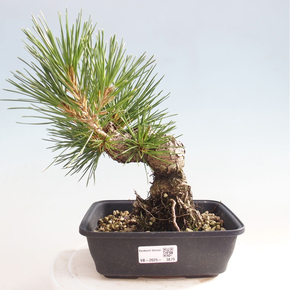 Outdoor bonsai - Pinus thunbergii - Thunberg pine