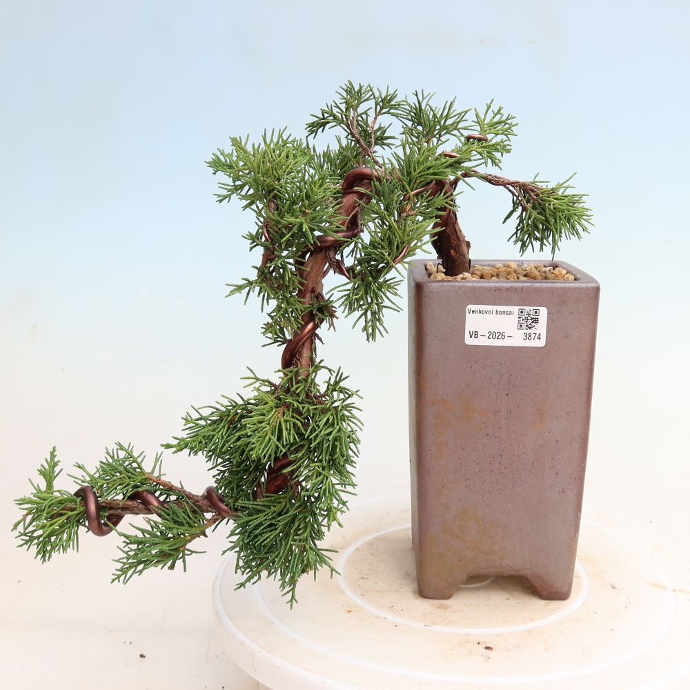 Outdoor bonsai - Juniperus chinensis Kishu