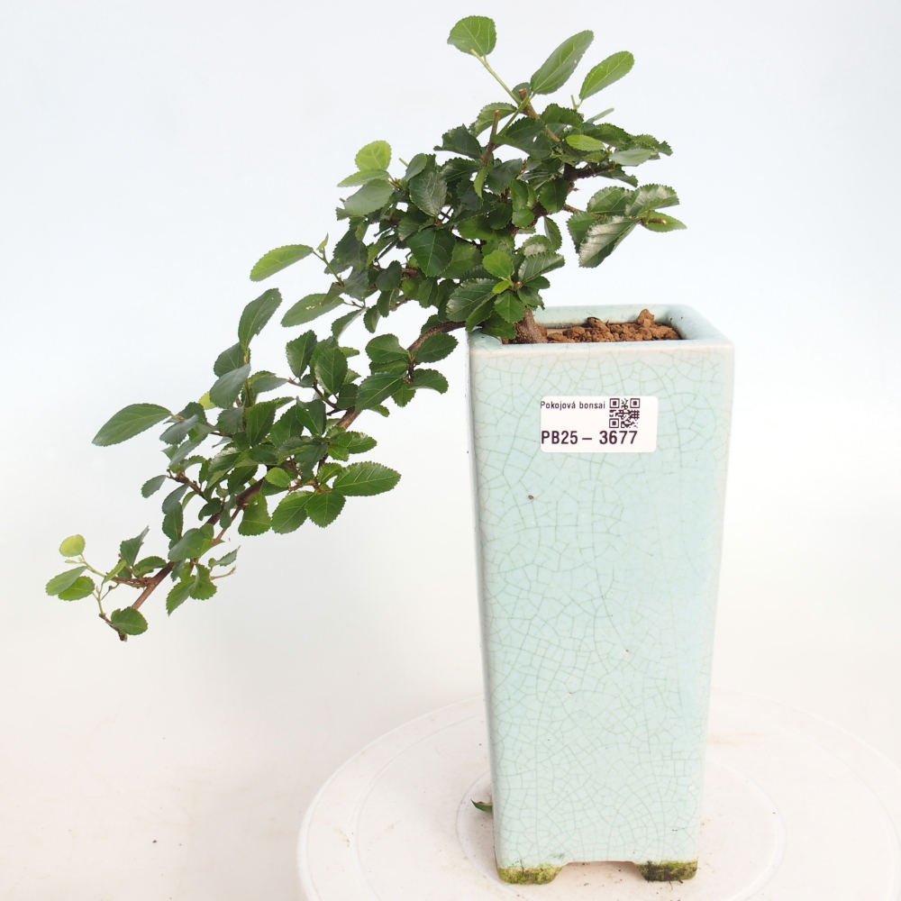 Indoor bonsai - Grewia occidentalis - Lavender Starfish