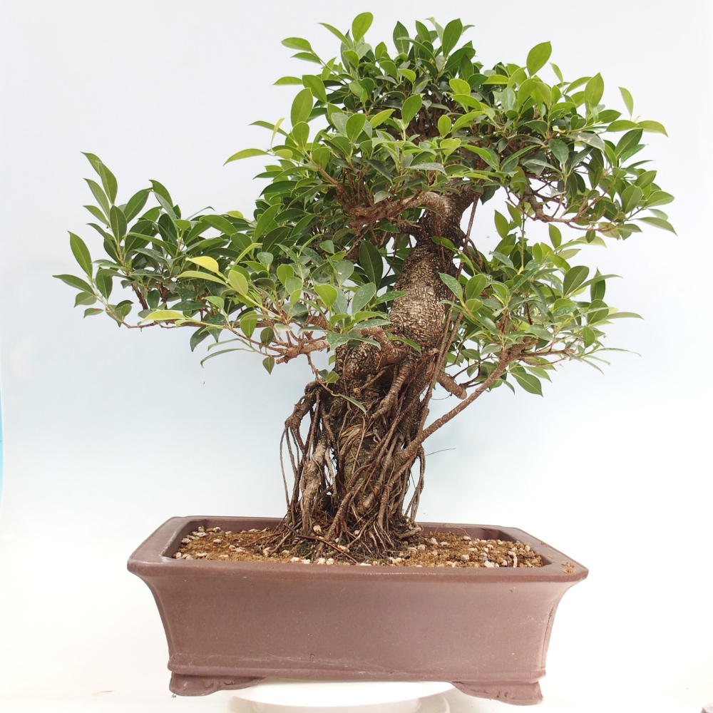 Room bonsai - Ficus kimmen - small-leaved ficus - PERSONAL COLLECTION ONLY or pallet transport