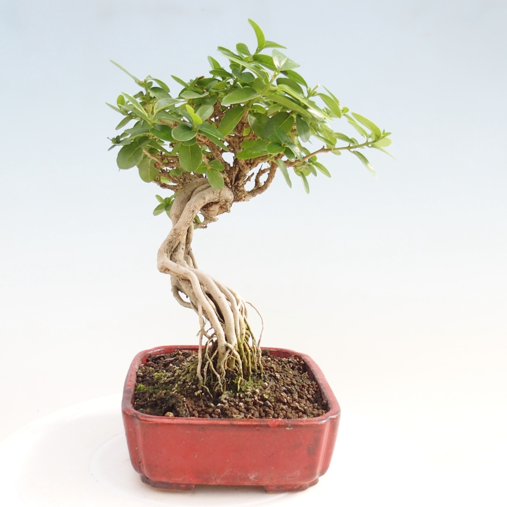 Indoor bonsai - Premna serratifolia - Kozlovon small-leaved