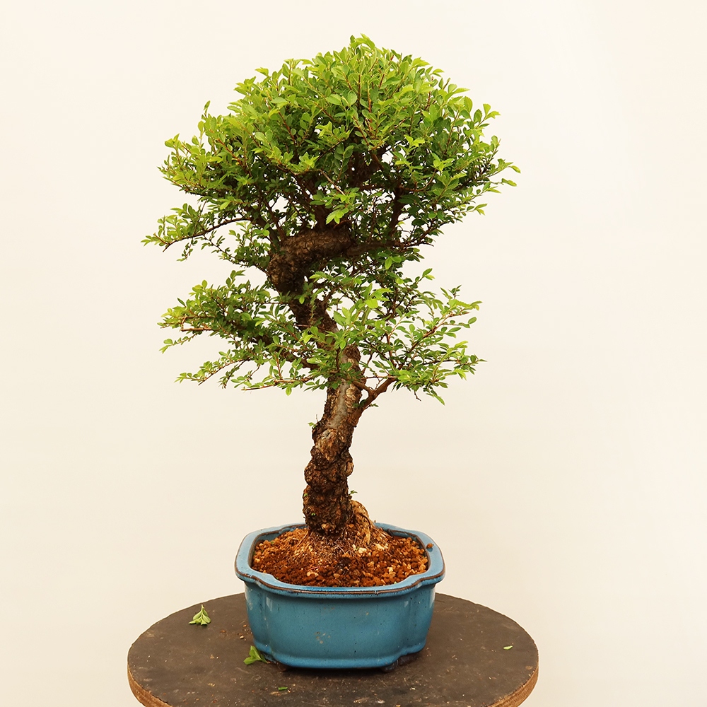Outdoor bonsai - Zelkova - Zelkova NIRE