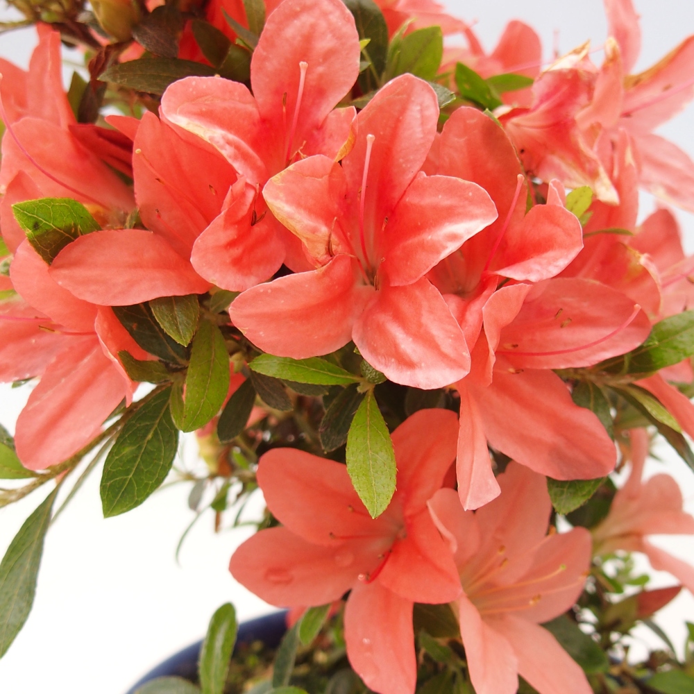 Outdoor bonsai - Japanese azalea - Azalea Nikko