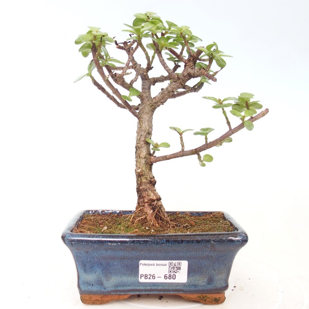 Room bonsai - Portulakaria Afra - Tlustice