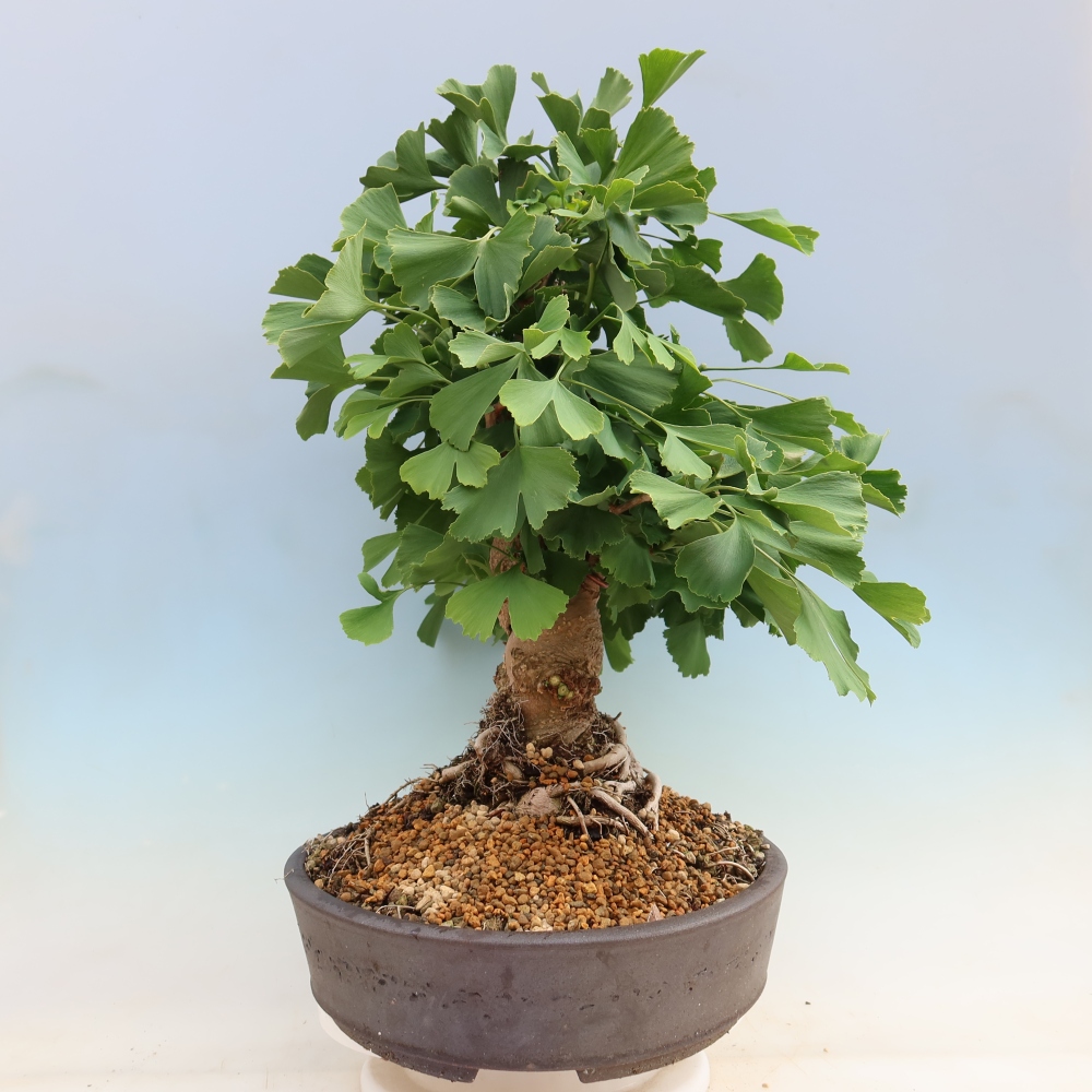 Outdoor bonsai - Ginkgo biloba - Ginkgo biloba