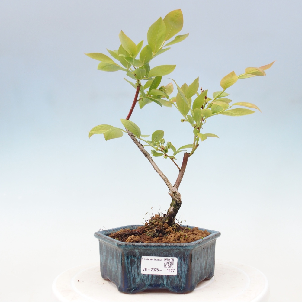 Outdoor bonsai - Canadian blueberry - Vaccinium corymbosum
