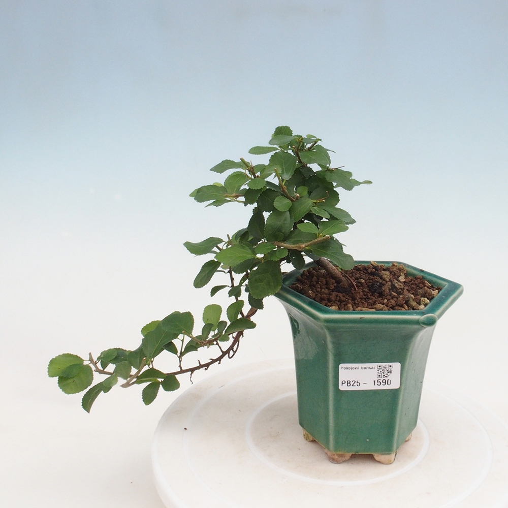 Indoor bonsai - Grewia occidentalis - Lavender star