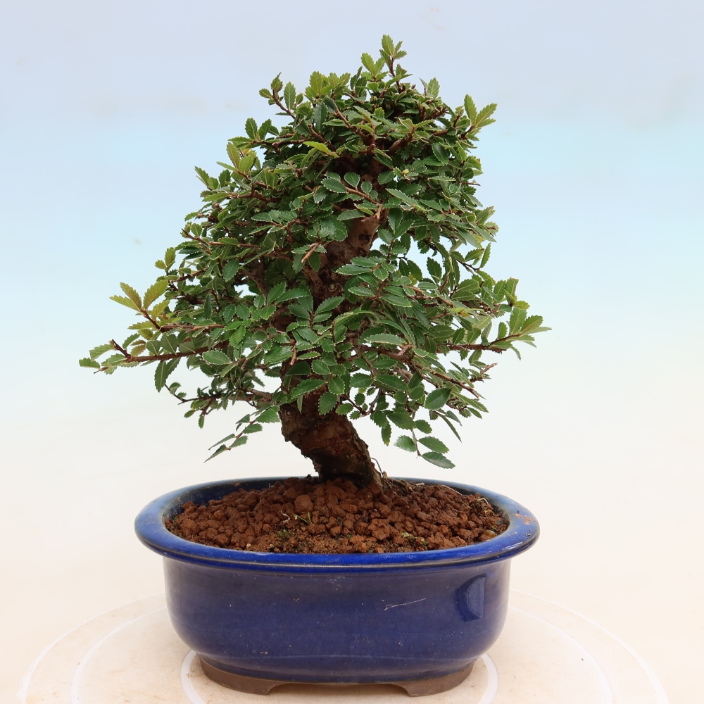 Outdoor bonsai - Zelkova - Zelkova NIRE