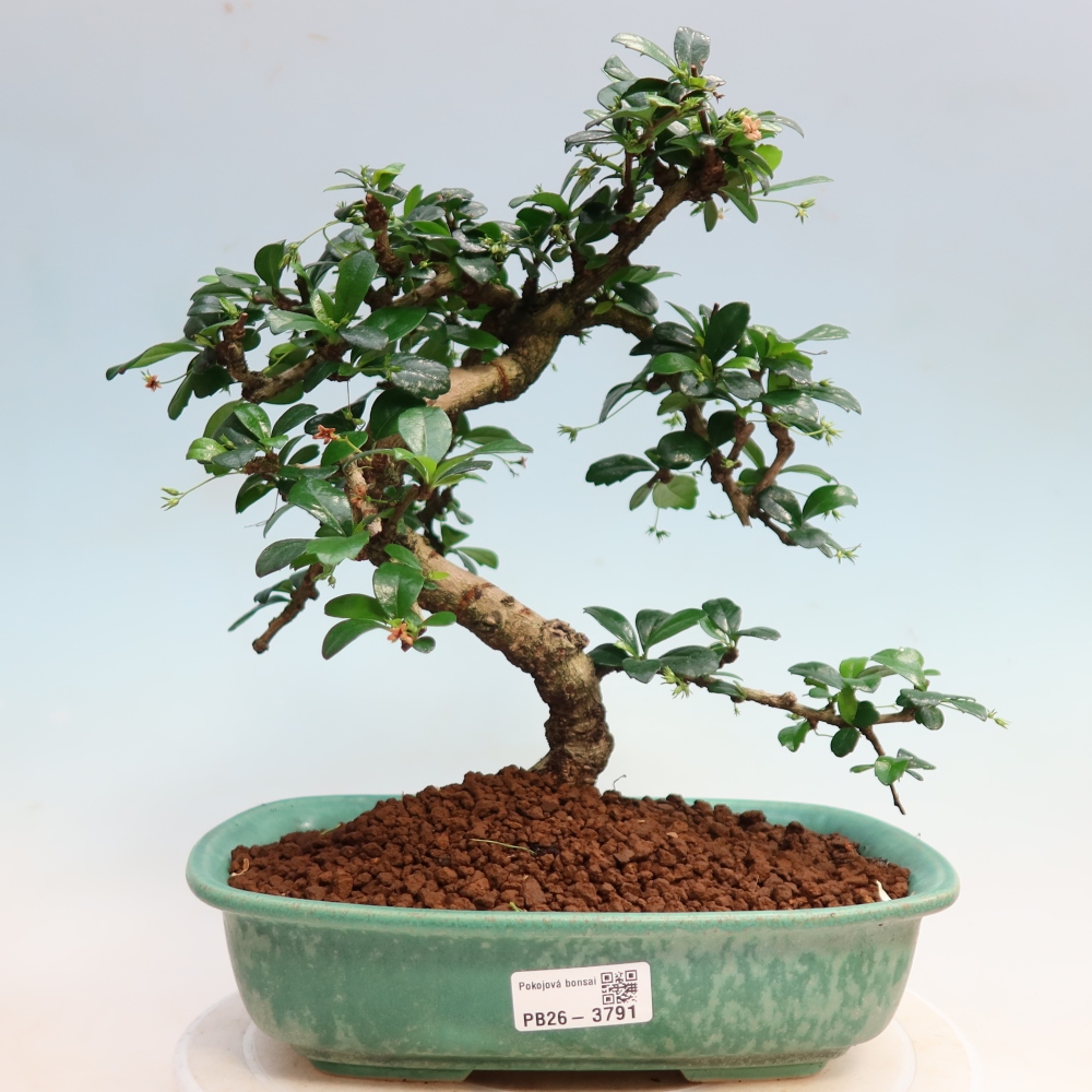 Room bonsai - Carmona macrophylla - Tea fuki