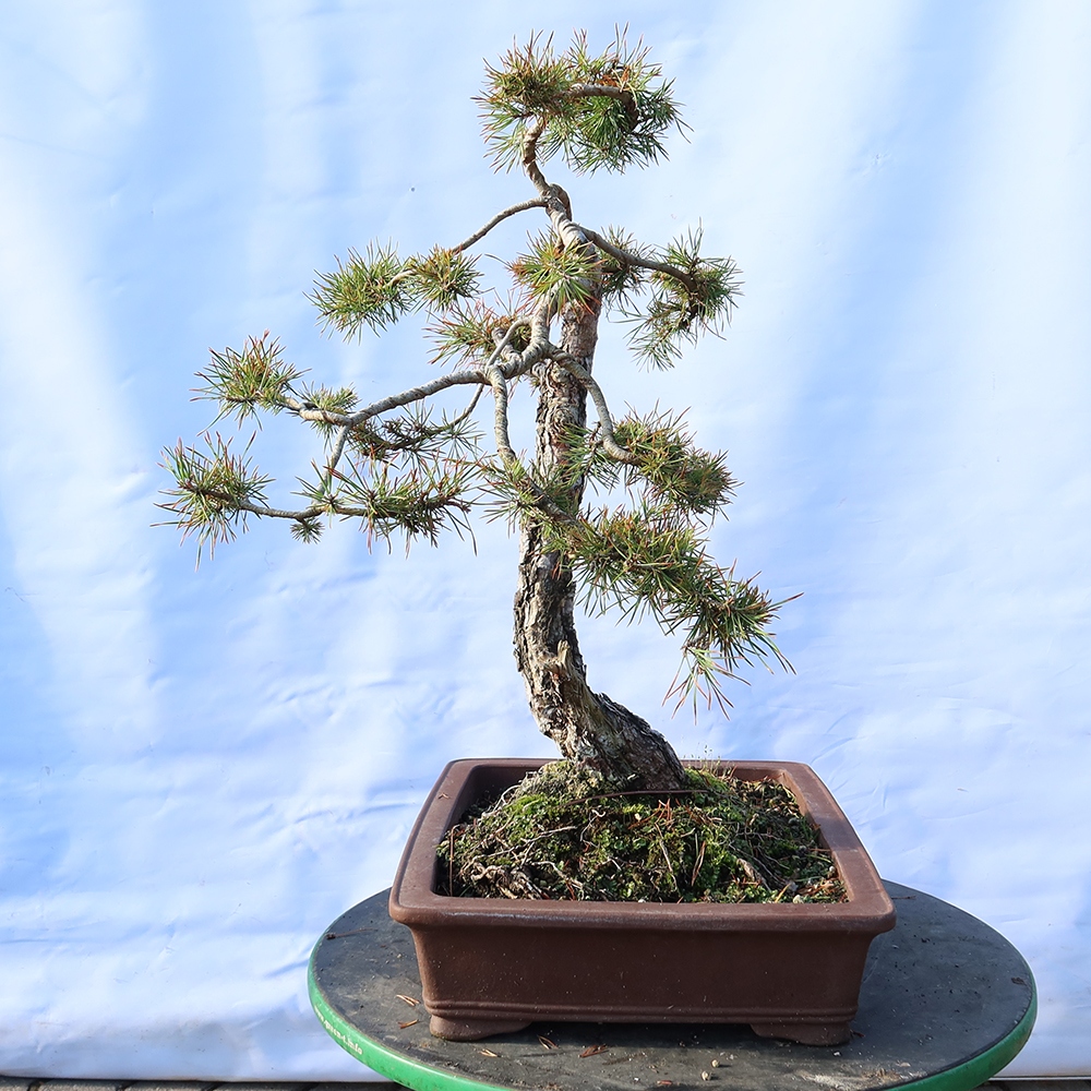 Pinus sylvestris Spain - Scots pine