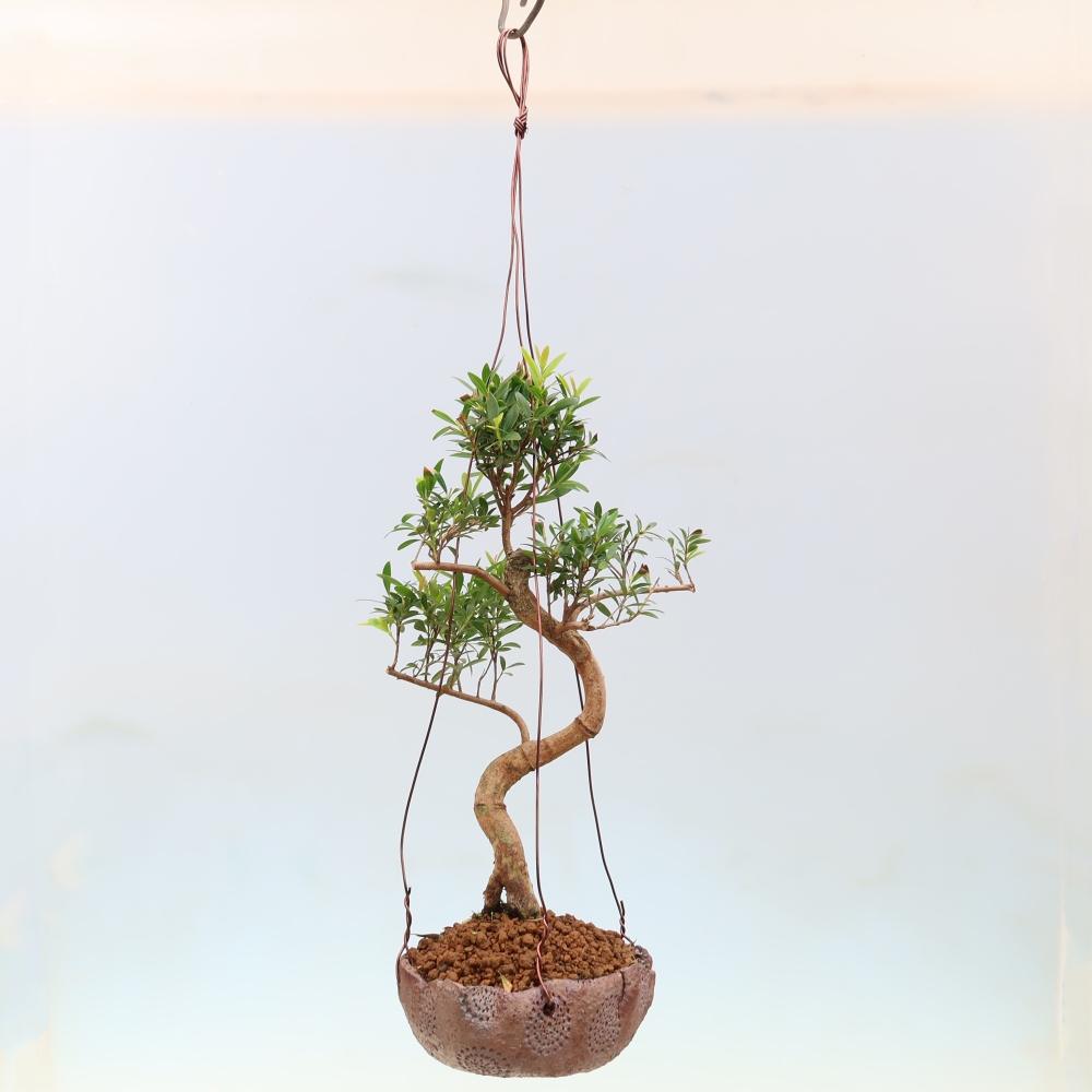 Kokedama in a Ceramic Pot - Syzygium - Pimento Tree