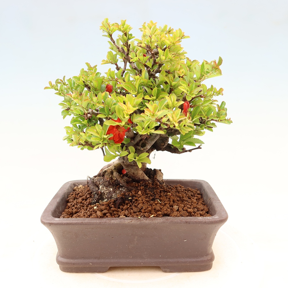 Outdoor bonsai - Chaneomeles speciosa Chojubai