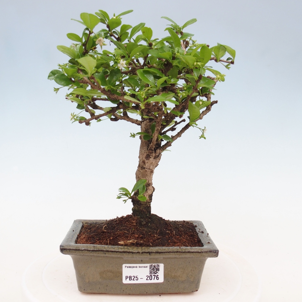 Indoor bonsai - Carmona macrophylla - Fuki tea