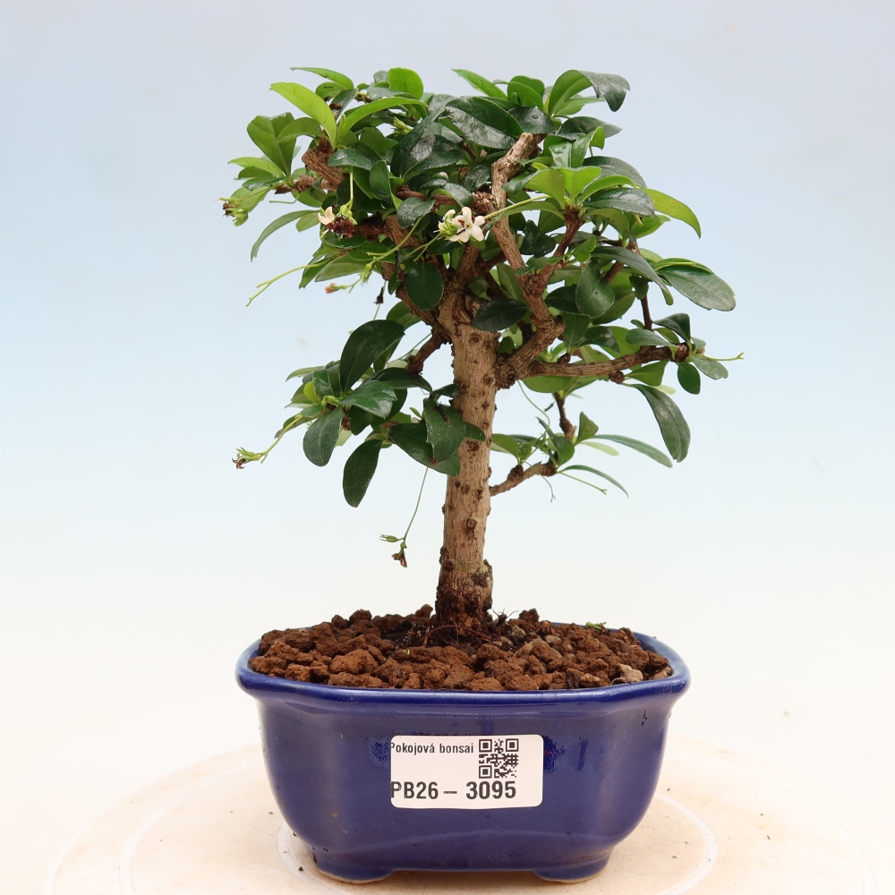 Room bonsai - Carmona macrophylla - Tea fuki