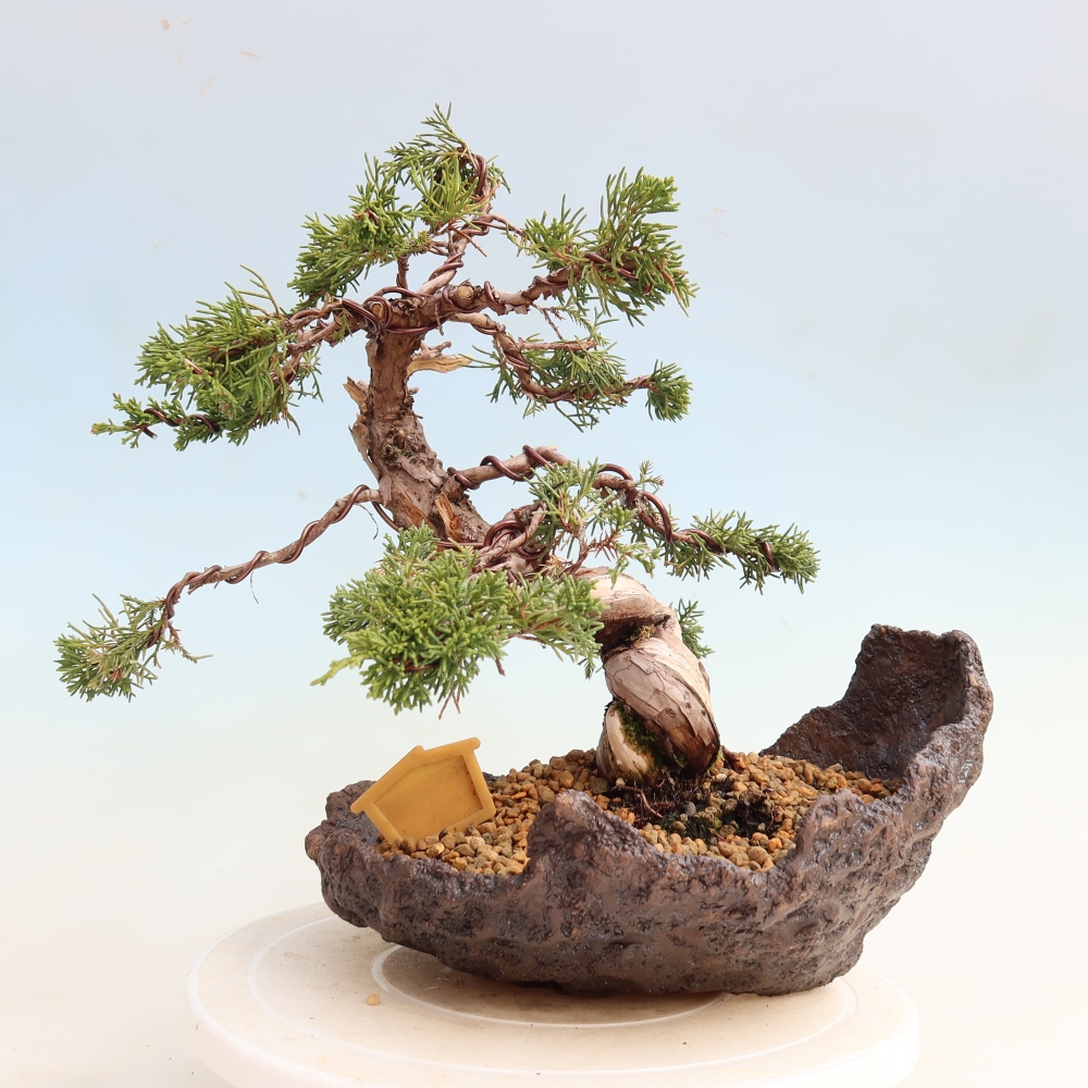 Outdoor Bonsai - Juniperus chinensis Itoigawa - Chinese Juniper