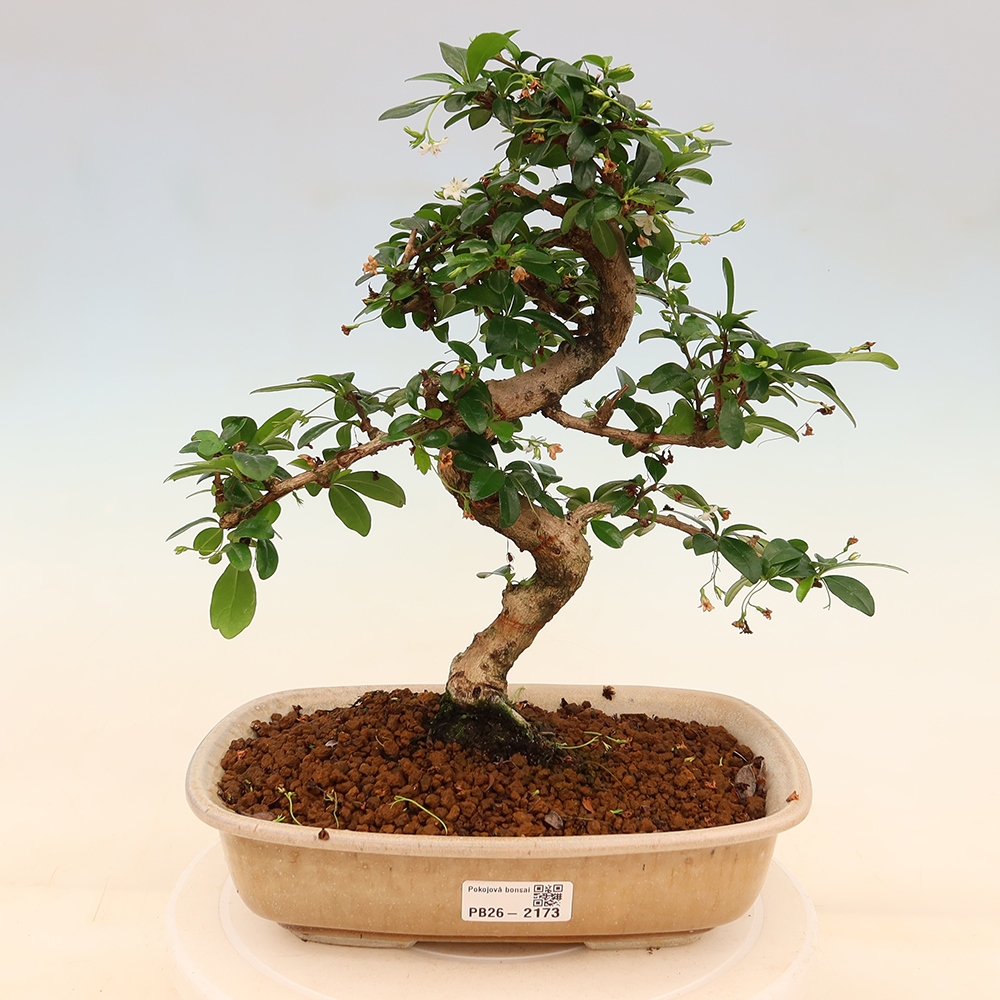 Room bonsai - Carmona macrophylla - Tea fuki