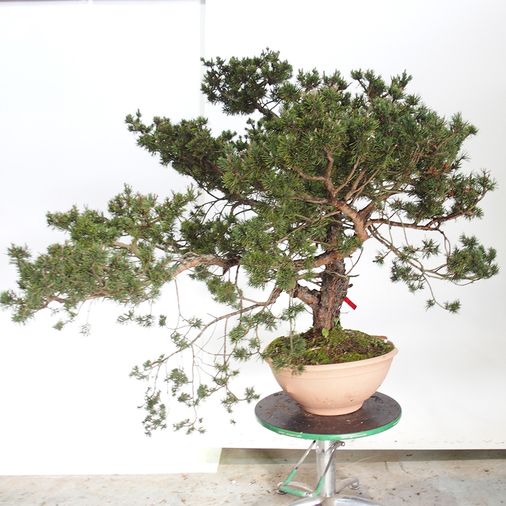 Yamadori - Pinus sylvestris Spain