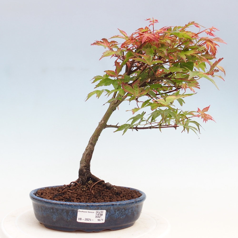 Maple - Acer palmatum Beni Tsukasa