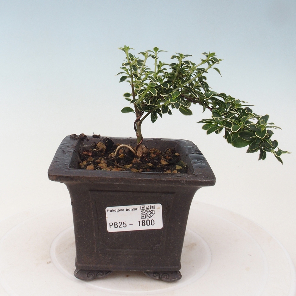 Indoor bonsai - Serissa foetida Variegata - Tree of a thousand stars