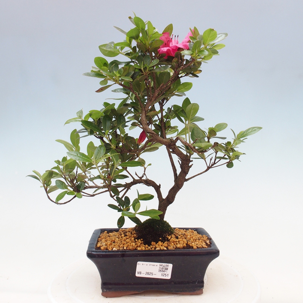 Outdoor bonsai - Japanese azalea - Azalea sp.