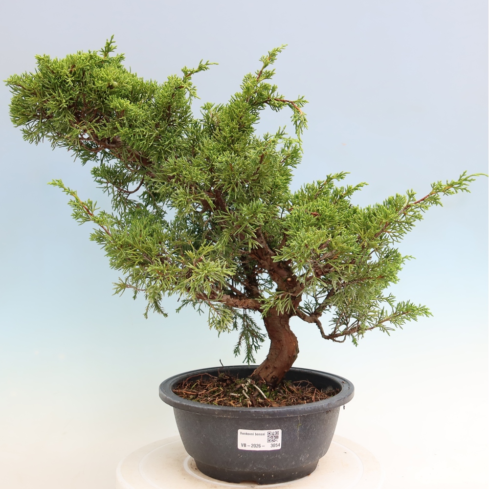 Outdoor Bonsai - Juniperus chinensis Itoigawa - Chinese Juniper