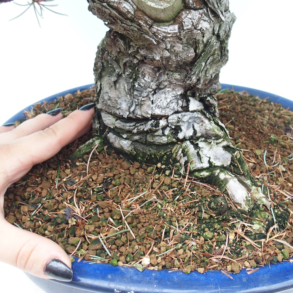 Outdoor bonsai - Pinus parviflora - Small pine tree