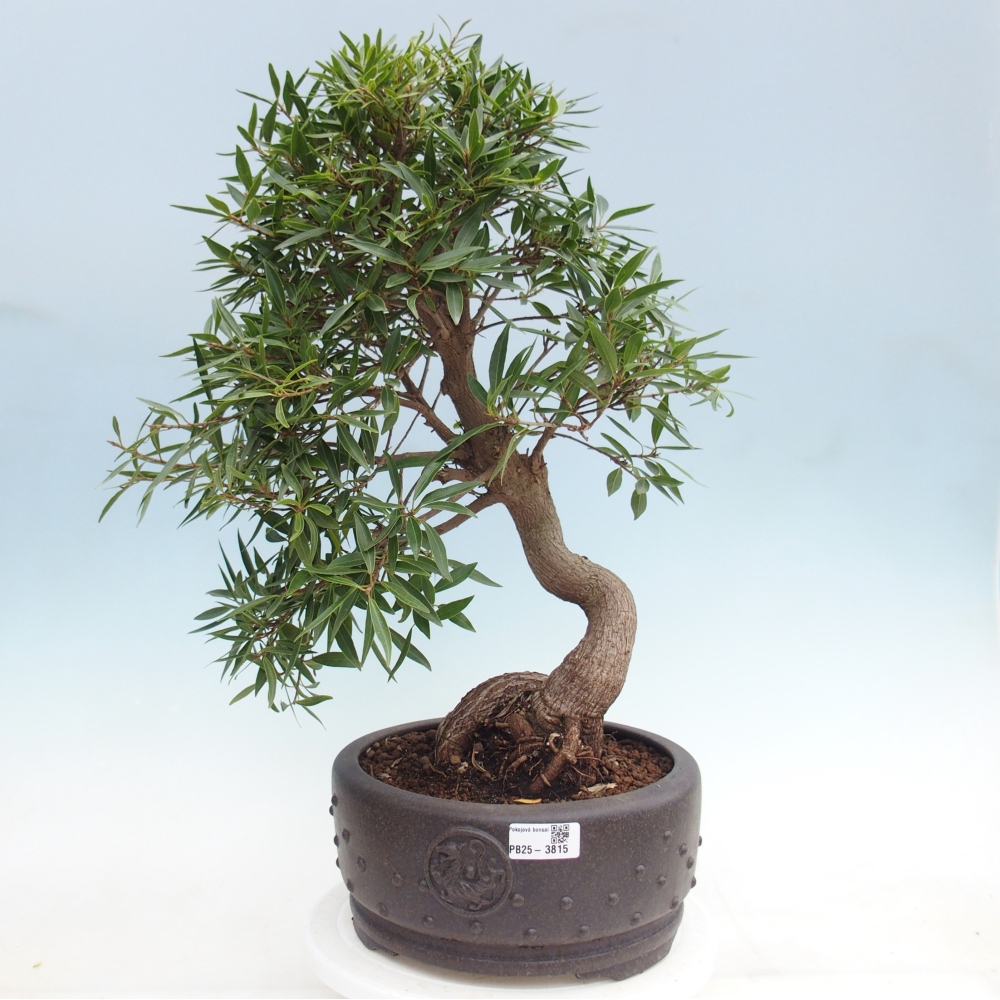 Room bonsai - Ficus nerifolia - small-leaved ficus