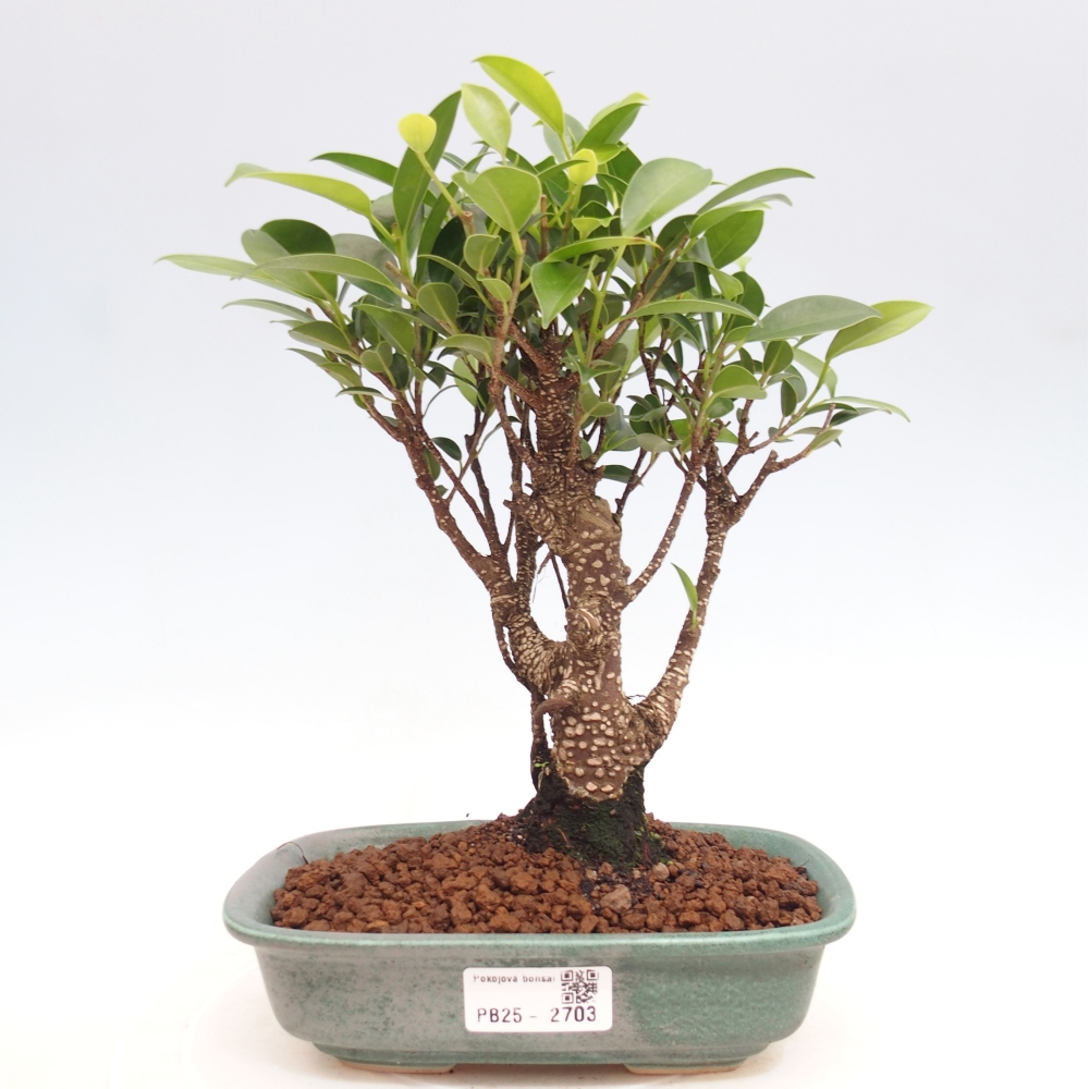 Indoor bonsai - Ficus retusa - small ficus